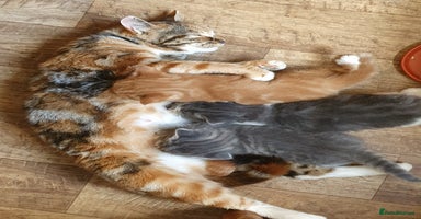 Mixed Breed cats - Advert 12