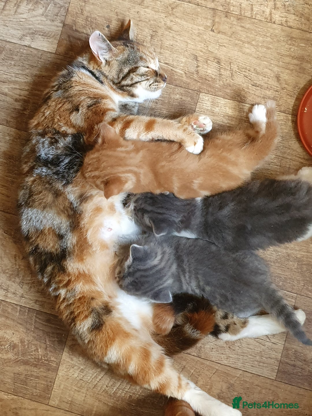 Mixed Breed cats for sale: Splendid Kitten - Image 3