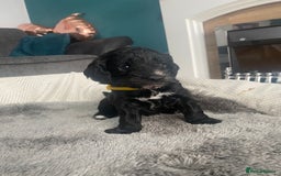 Cockapoo dogs for sale: **Last** Male Cockapoo Puppies avaliable 8th Oct  - Image 5