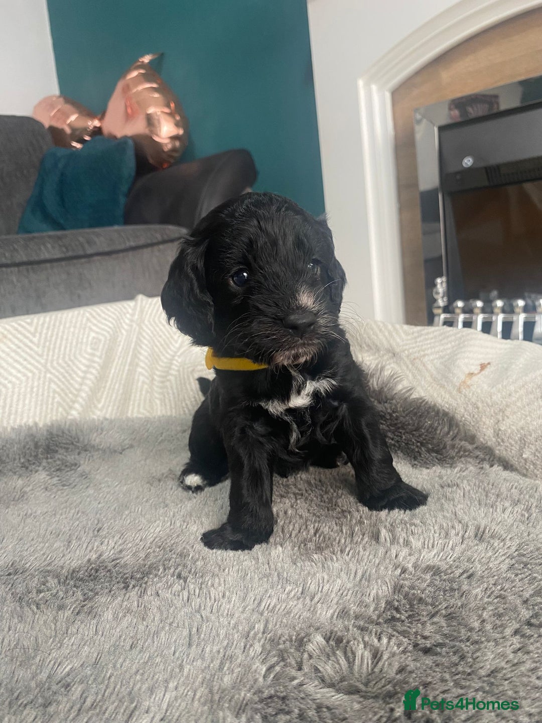 Cockapoo dogs for sale: **Last** Male Cockapoo Puppies avaliable 8th Oct  - Image 5