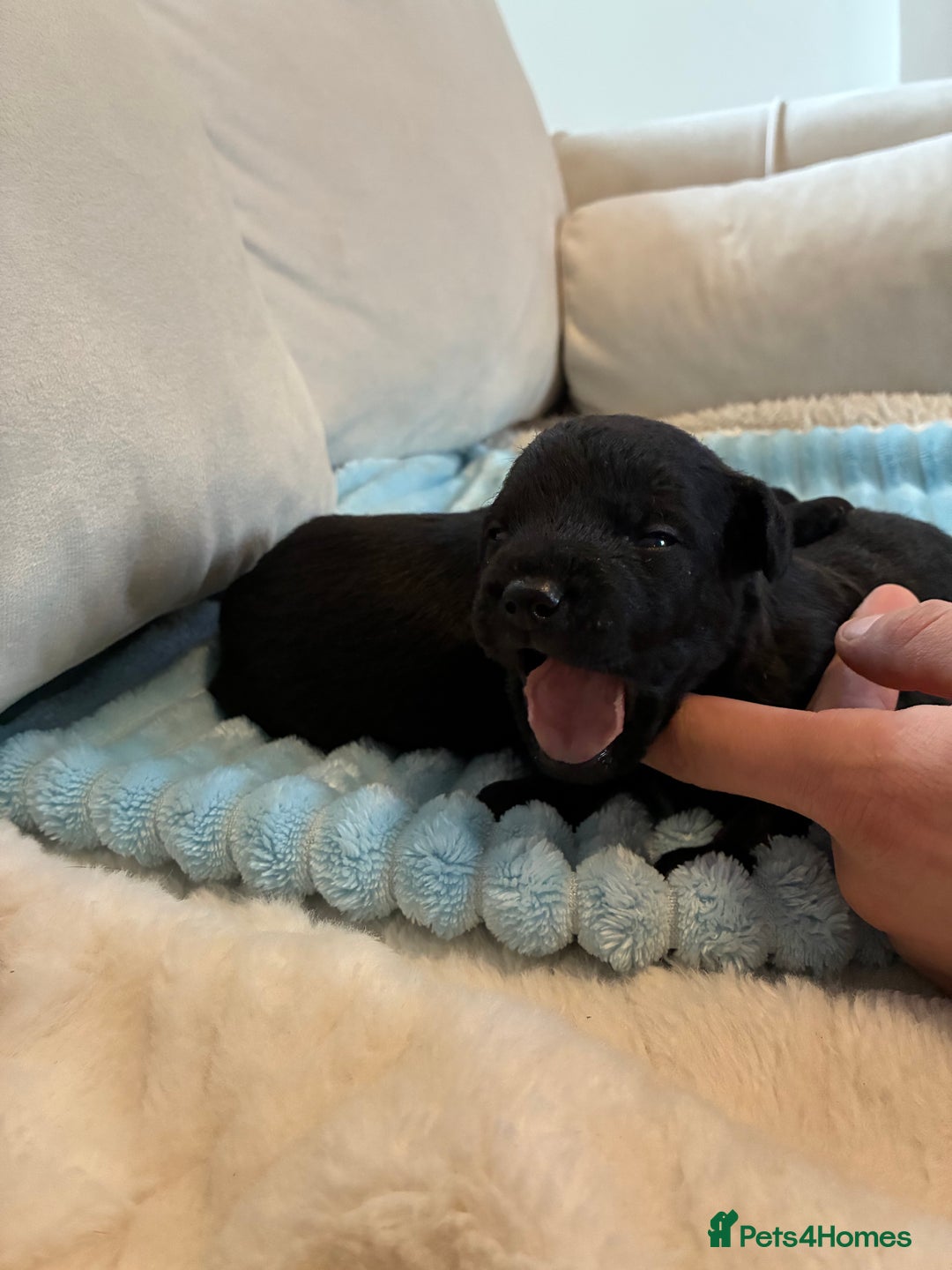 Patterdale Terrier dogs for sale: Patterdale pups  - Advert 4