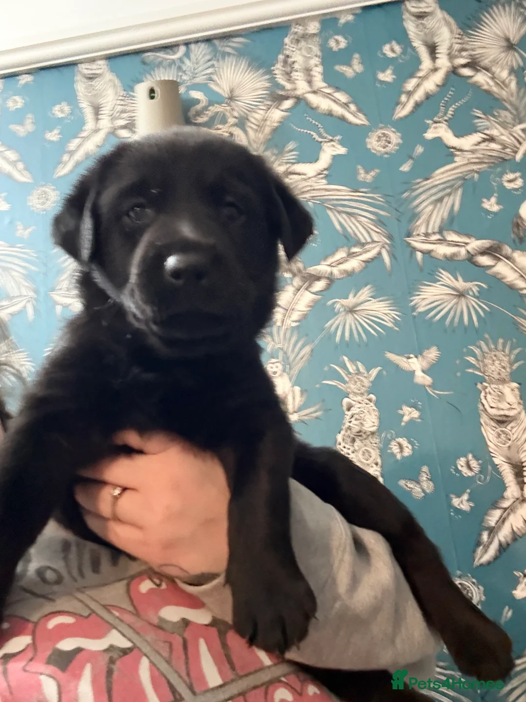 Labrador Retriever dogs for sale: Gorgeous pup - Advert 8