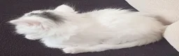 Siberian cats for sale: 4 kittens for sale - Advert 11