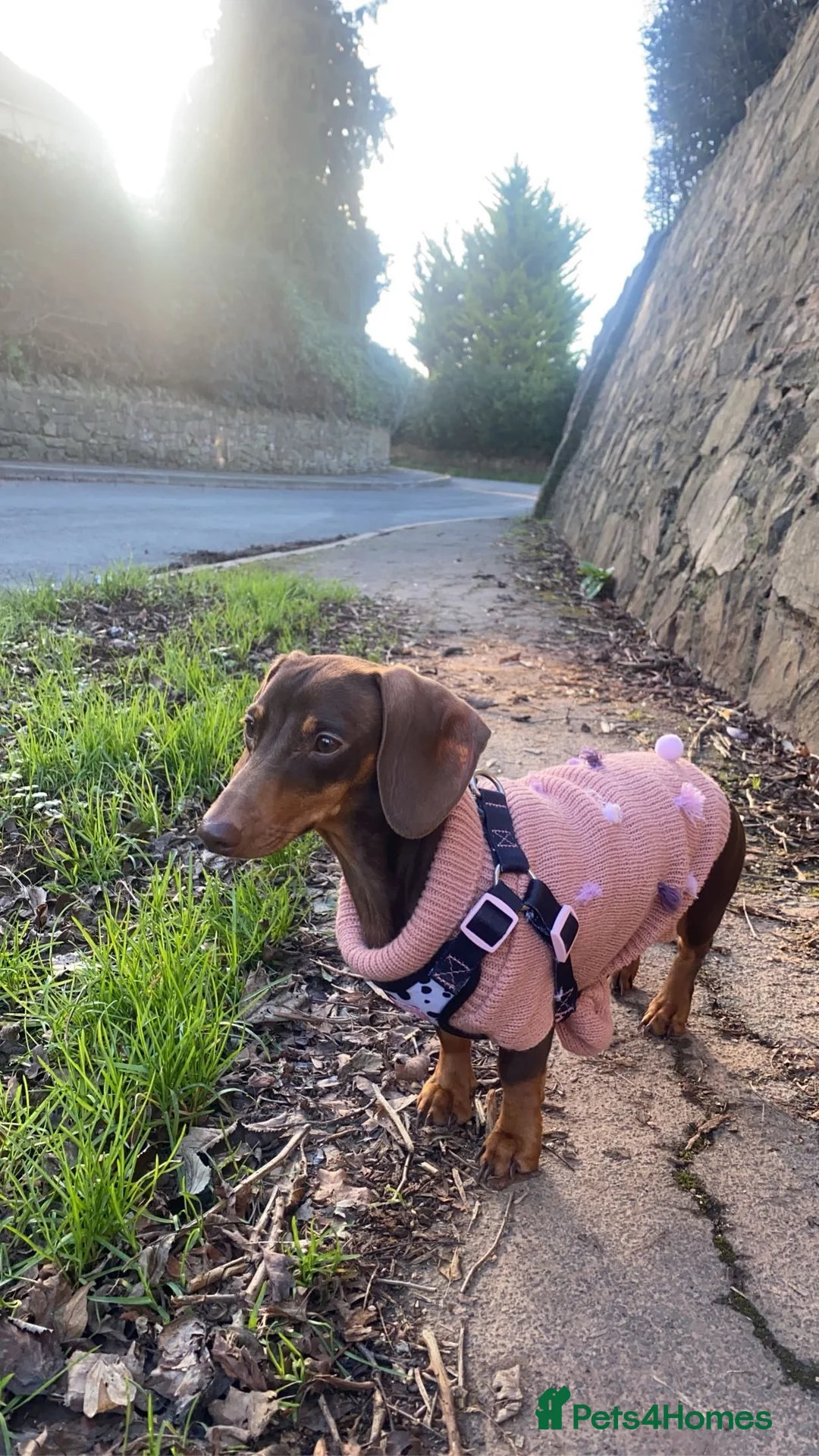 Miniature Dachshund dogs for sale: Miniature dachshund puppies  - Advert 4