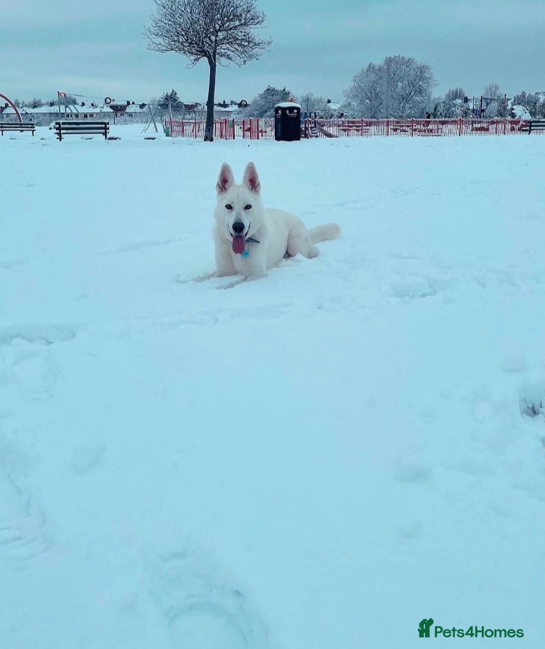 German Shepherd dogs Beautiful male white german shepherd for sale!! - Advert 11