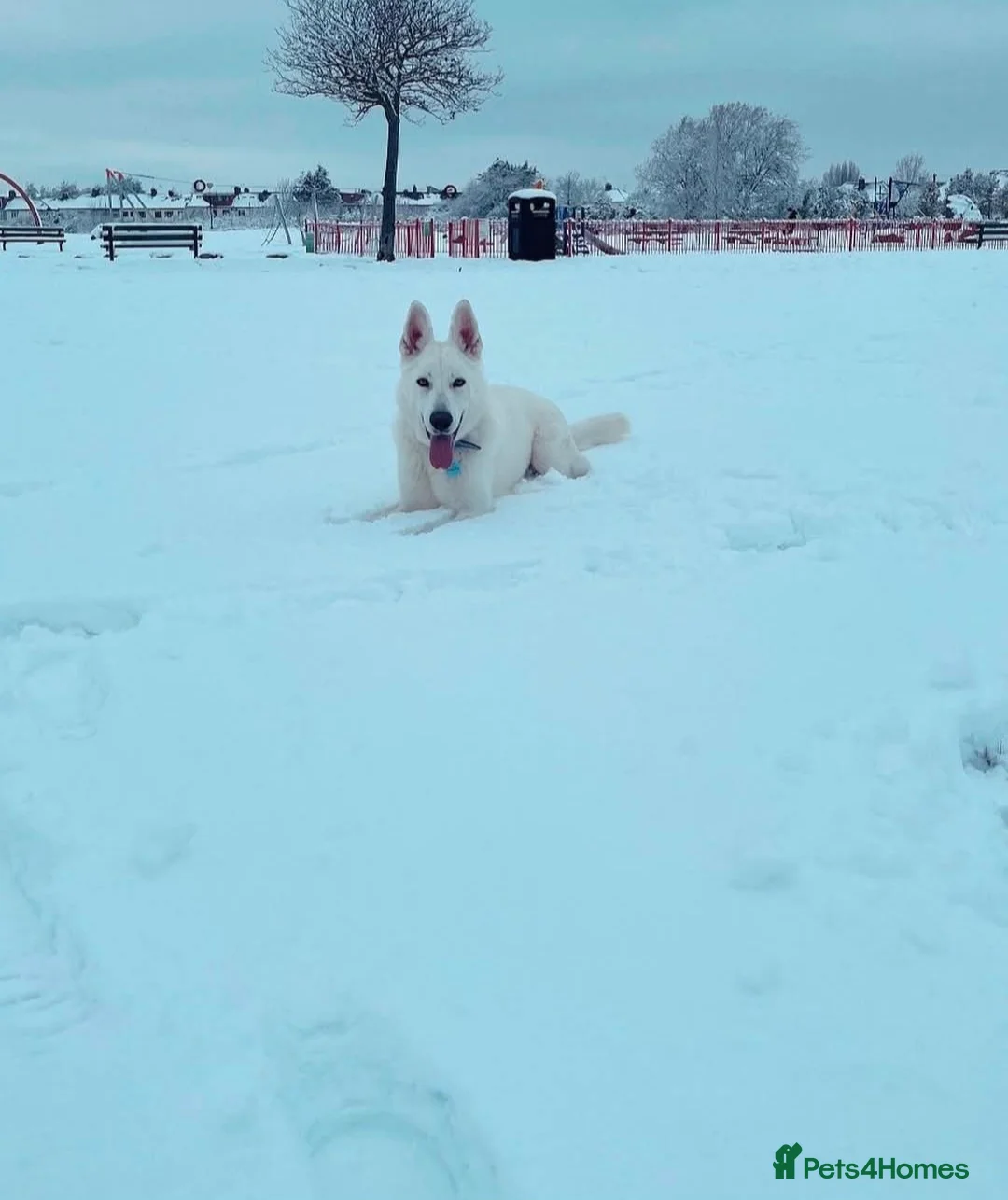 German Shepherd dogs for sale: Beautiful male white german shepherd for sale!! - Advert 1