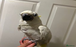 Parrots birds for sale: Hand Reared Baby Triton Cockatoo - Image 3