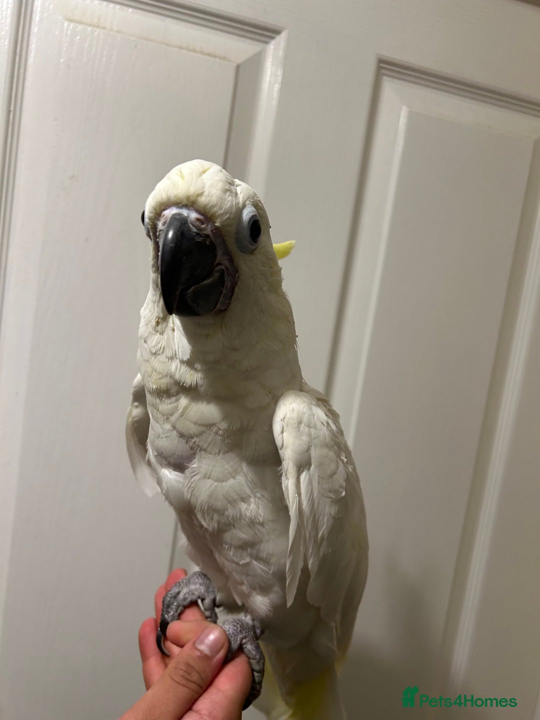 Parrots birds for sale: Hand Reared Baby Triton Cockatoo - Image 3