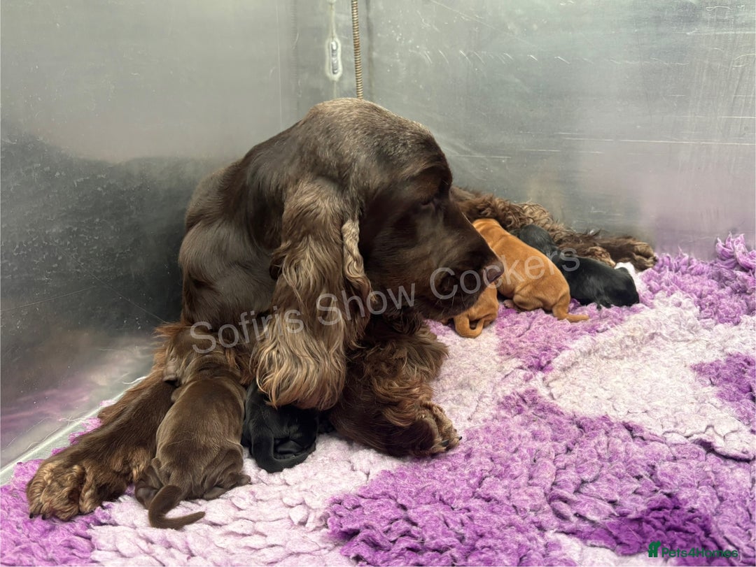 Cocker Spaniel dogs for sale: Waiting list for show litter due 27th sept - Image 2