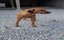 Rhodesian Ridgeback dogs for sale: EXCEPTIONAL OPPORTUNITY TO PURCHASE SHOW QUALITY  - Image 5