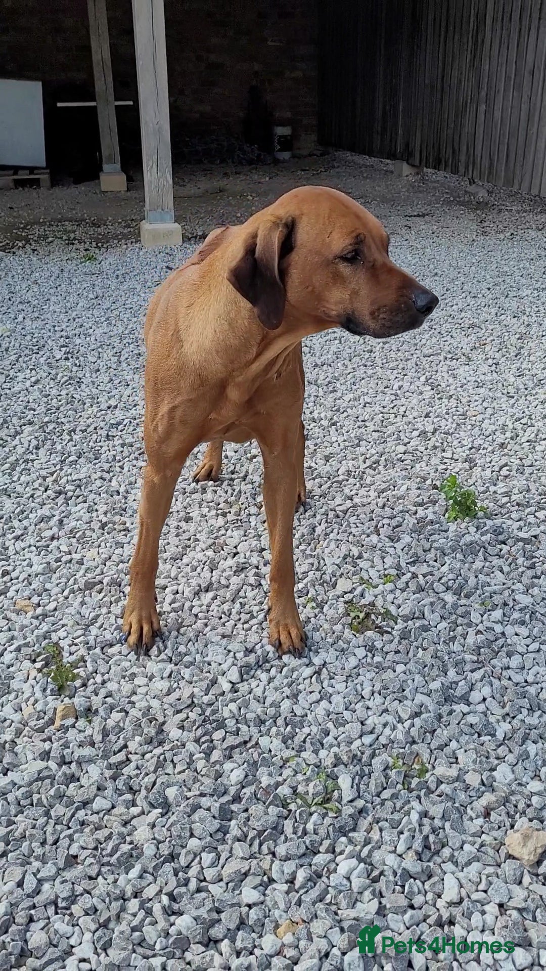Rhodesian Ridgeback dogs for sale: EXCEPTIONAL OPPORTUNITY TO PURCHASE SHOW QUALITY  - Image 5