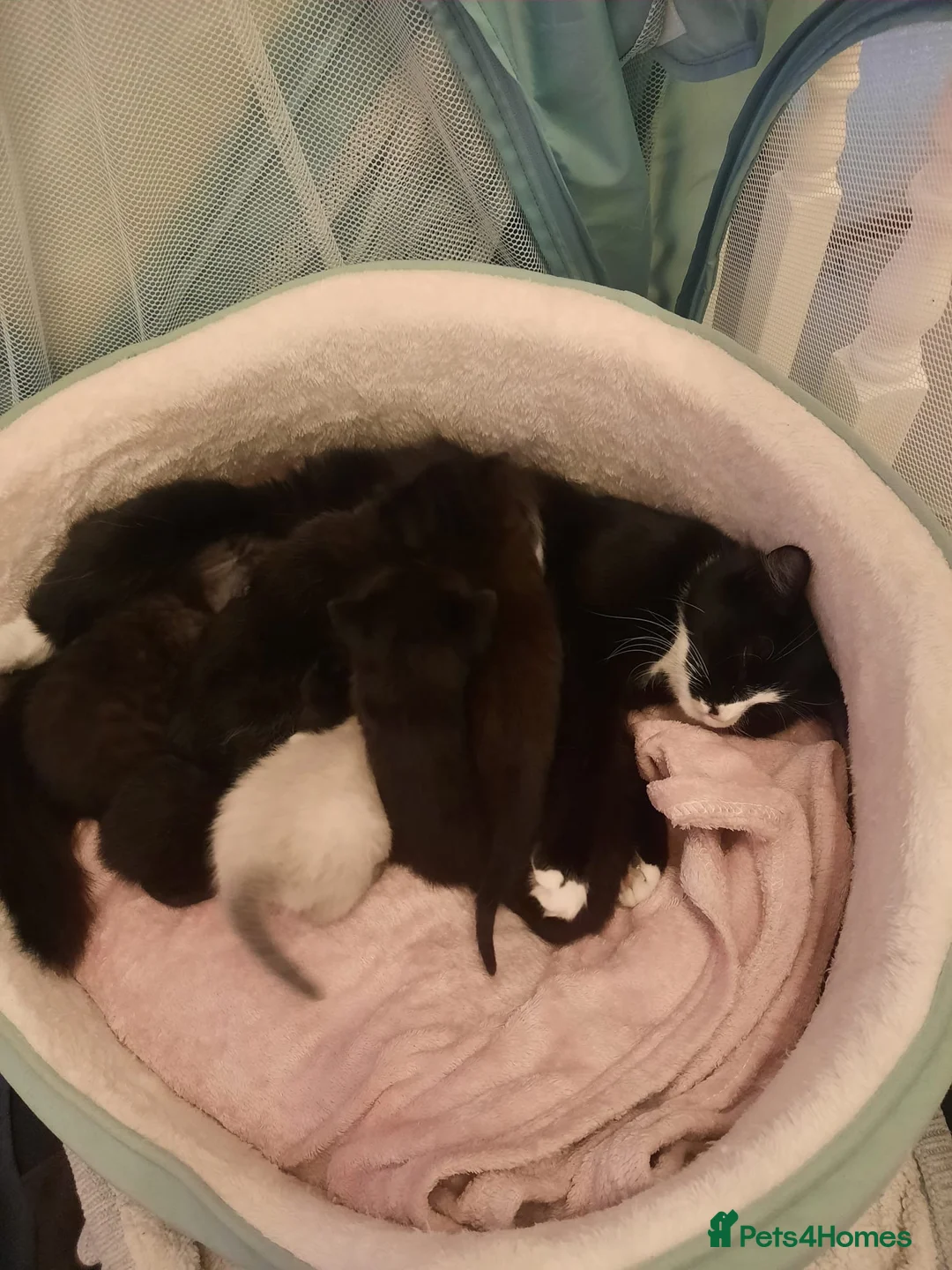 Mixed Breed cats for sale: Tiger needs a loving home - Advert 2