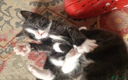 European cats for sale: Tuxedo and black kittens - Image 11
