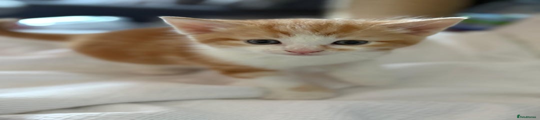 Mixed Breed Kitten 2