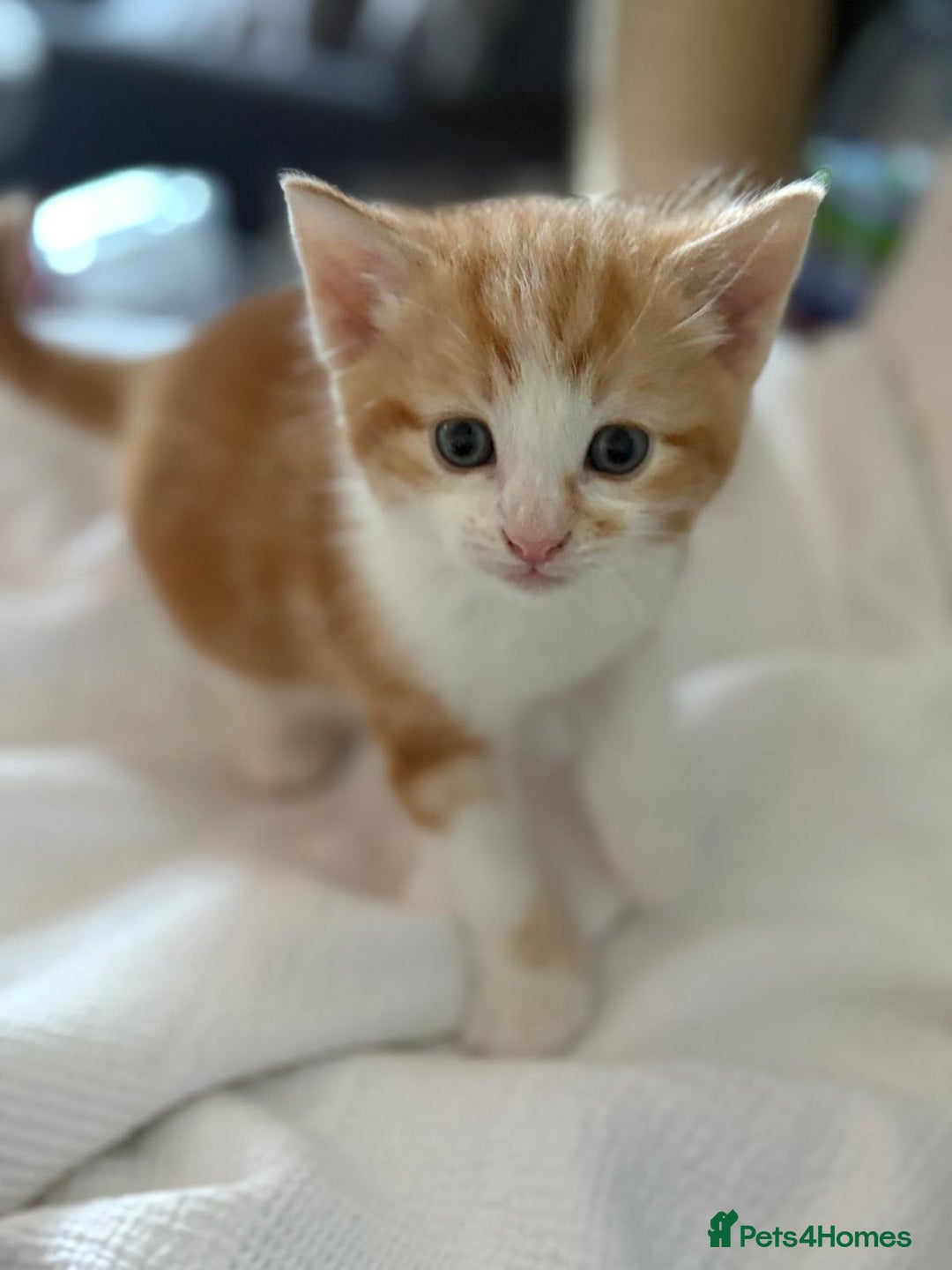 Mixed Breed cats for sale: Two male ginger kittens - Image 4