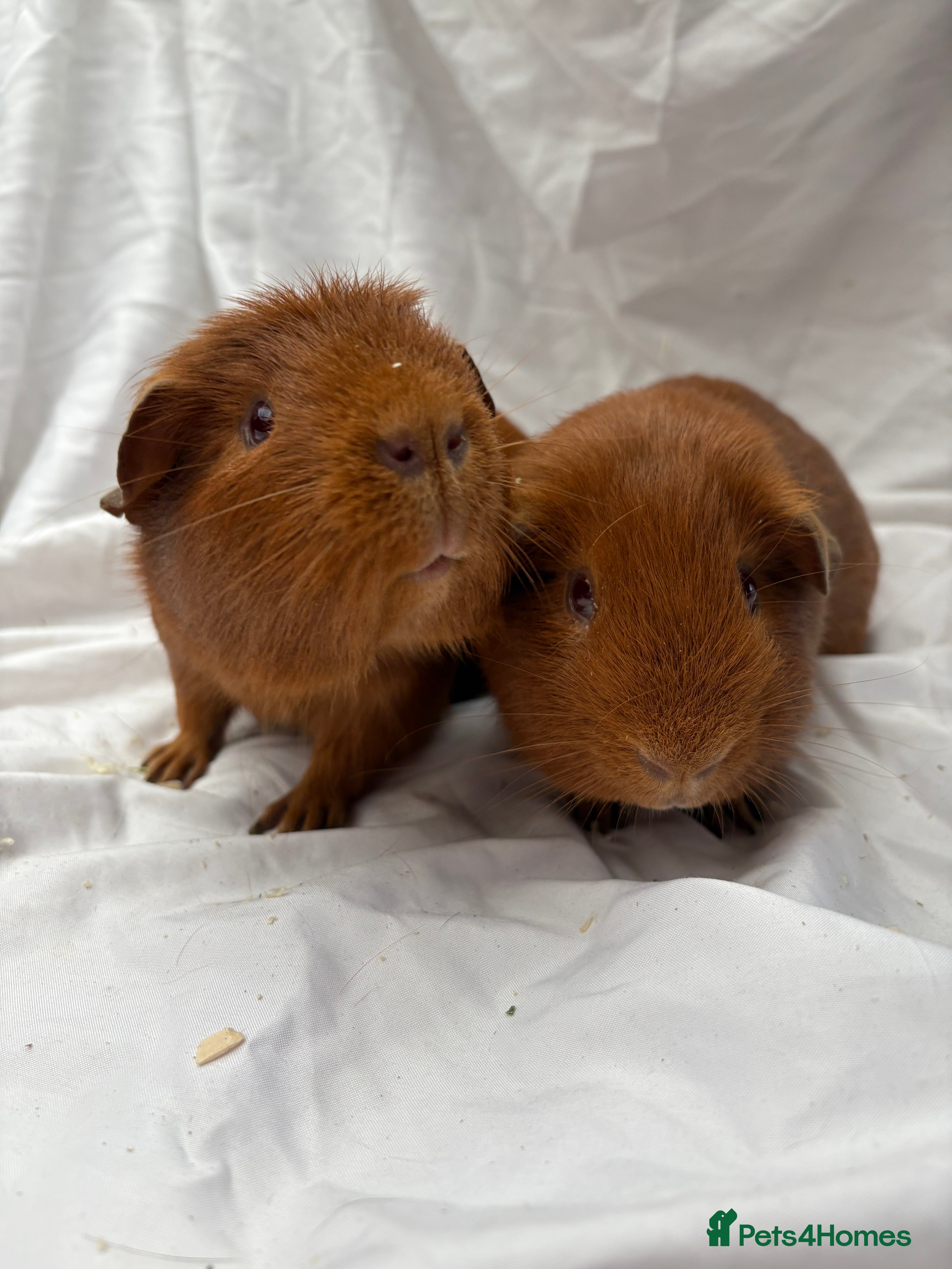 Guinea Pig rodents Bonded Male Guinea Pigs - Advert 9