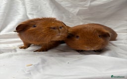 Guinea Pig rodents for sale: Bonded Male Guinea Pigs - Advert 1