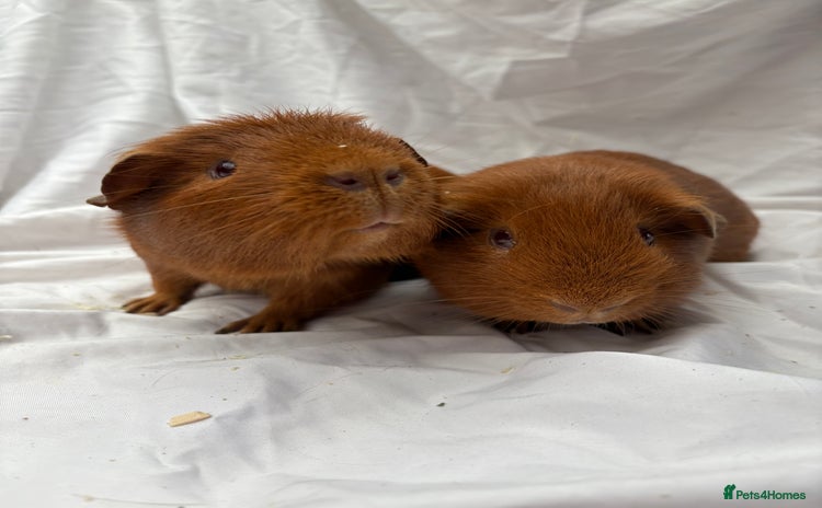 Guinea Pig rodents Bonded Male Guinea Pigs - Advert 1