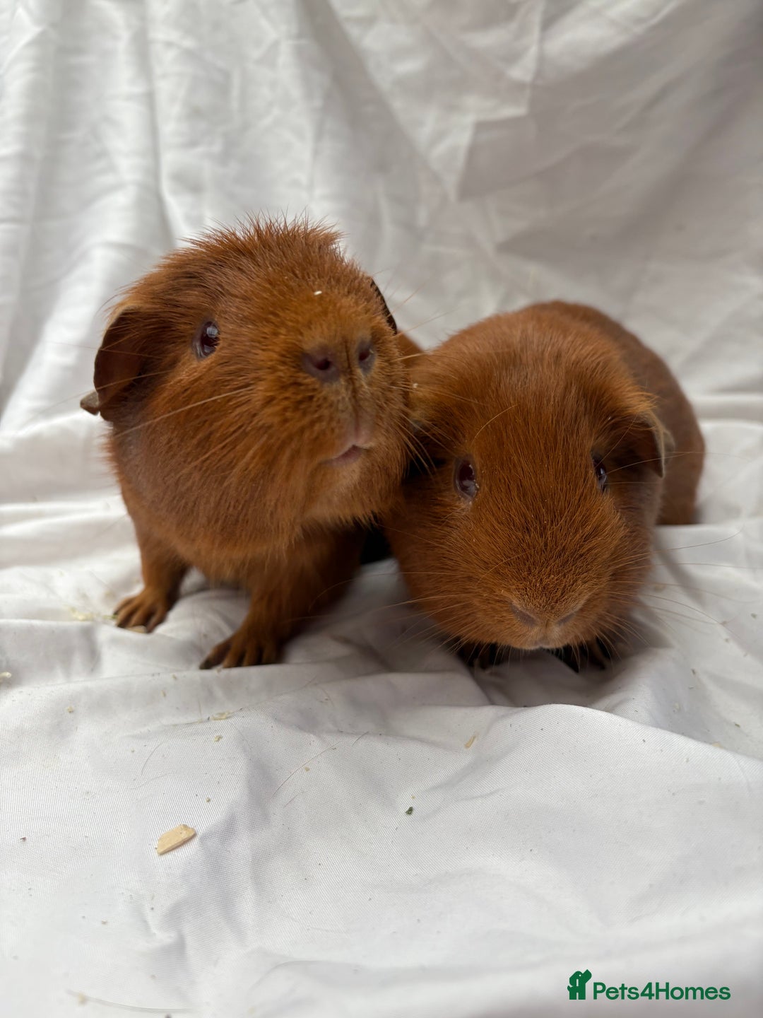 Guinea Pig rodents for sale: Bonded Male Guinea Pigs - Advert 1