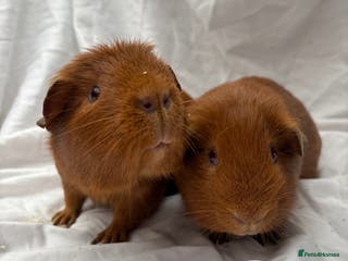 Guinea Pig rodents Bonded Male Guinea Pigs - Advert 10