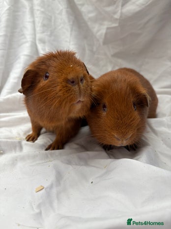 Guinea Pig rodents Bonded Male Guinea Pigs - Advert 1