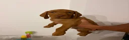 Hungarian Vizsla dogs for sale: Wirehaired Hungarian Vizsla - Advert 5