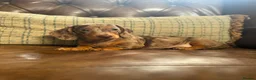 Dachshund dogs for sale: Miniature Dachshund Puppies - Advert 5