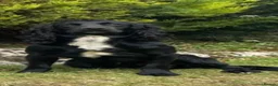 Cocker Spaniel dogs for sale: Cocker Spaniel Pups - Advert 4