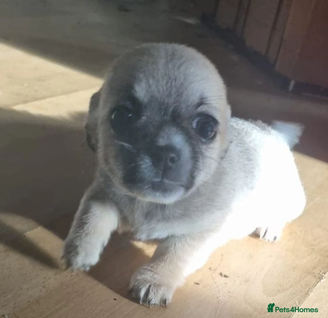 Chihuahua dogs for sale: Chihuahua pups - Advert 3