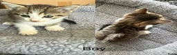 American Shorthair cats for sale: 4 kittens - Advert 5
