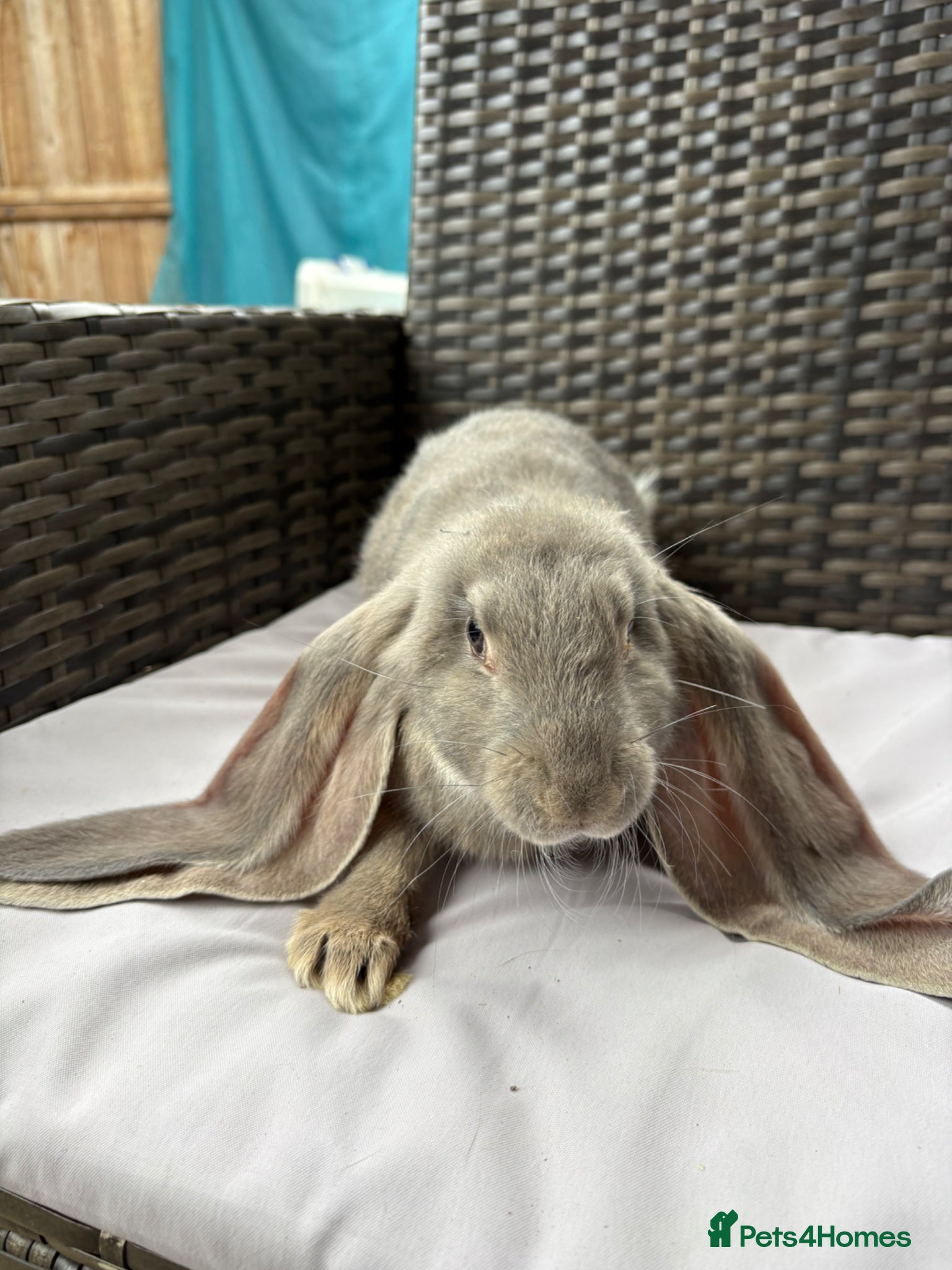 English Lop rabbits for sale: Pure bred English lop rabbits ready to leave  - Advert 1