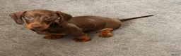 Miniature Dachshund dogs for sale: KC miniature dachshund  - Advert 2