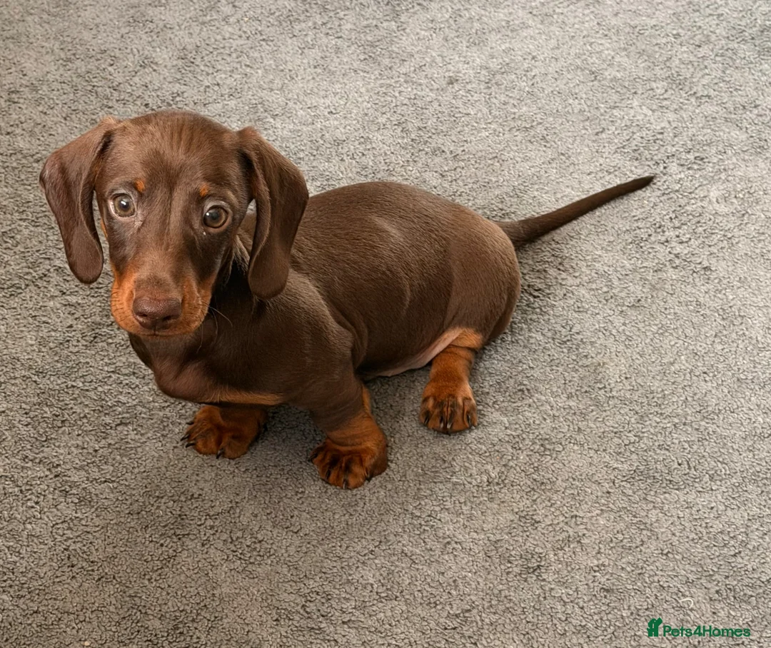 Miniature Dachshund dogs for sale: KC miniature dachshund  - Advert 2