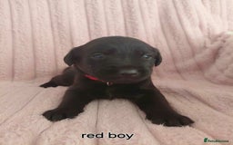 Borador dogs for sale: Beautiful borador puppies. - Image 4