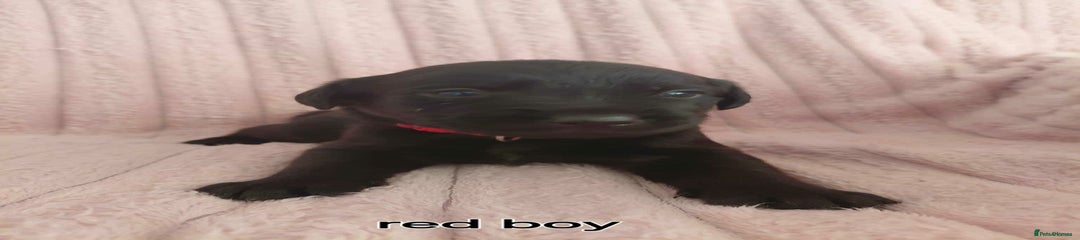 Borador Puppy red