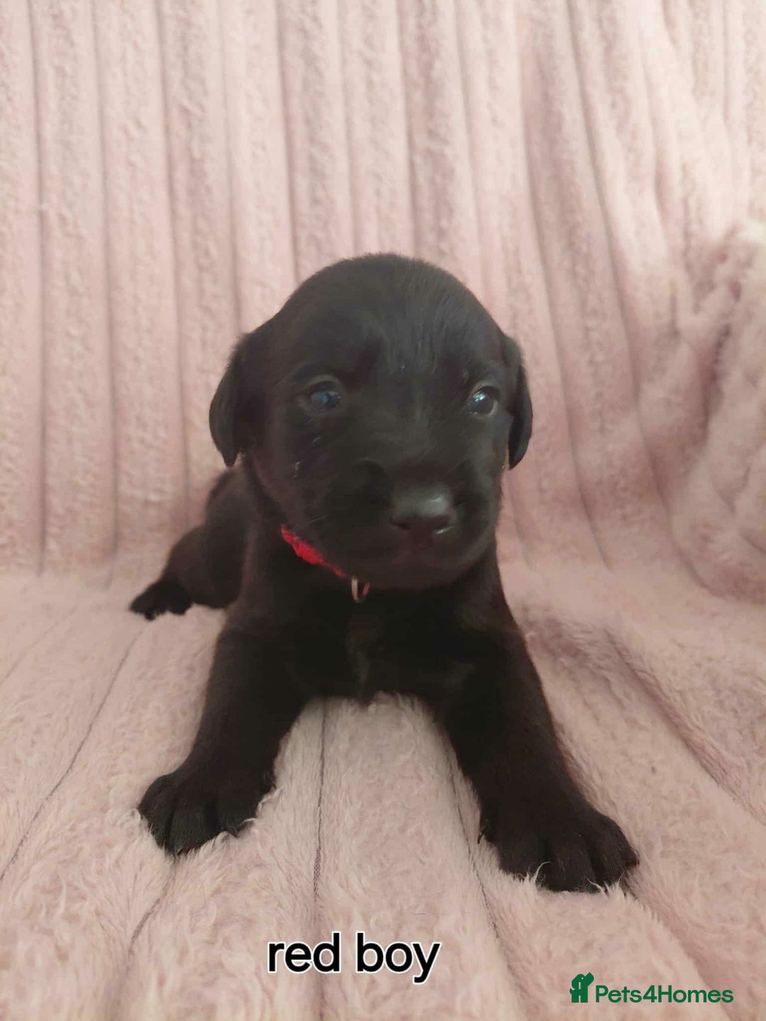 Borador dogs for sale: Beautiful borador puppies. - Image 4