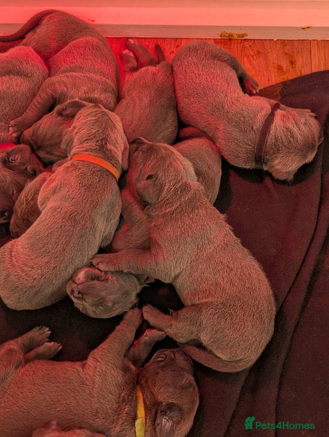 Cane Corso dogs for sale: European cane corsos  - Image 3