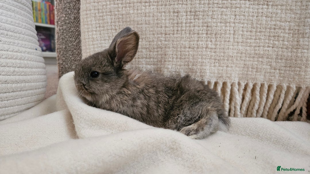 Mini Lop rabbits for sale: Adorable Baby Minilops Mixed - Image 14