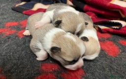 Welsh Corgi Pembroke dogs for sale: Naturally bobbed unique babies - Image 38