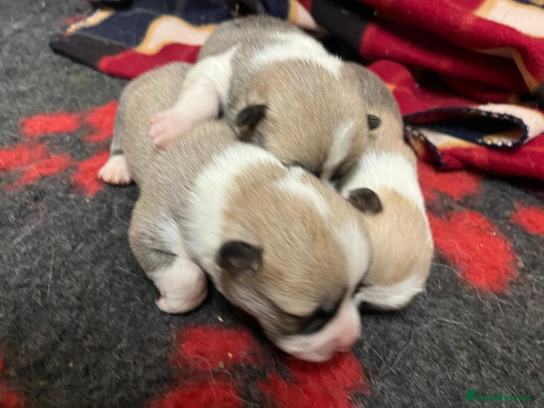 Welsh Corgi Pembroke dogs for sale: Naturally bobbed unique babies - Image 38