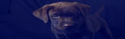 Labrador Retriever dogs for sale: Chocolate Labrador in Glasgow - Advert 30