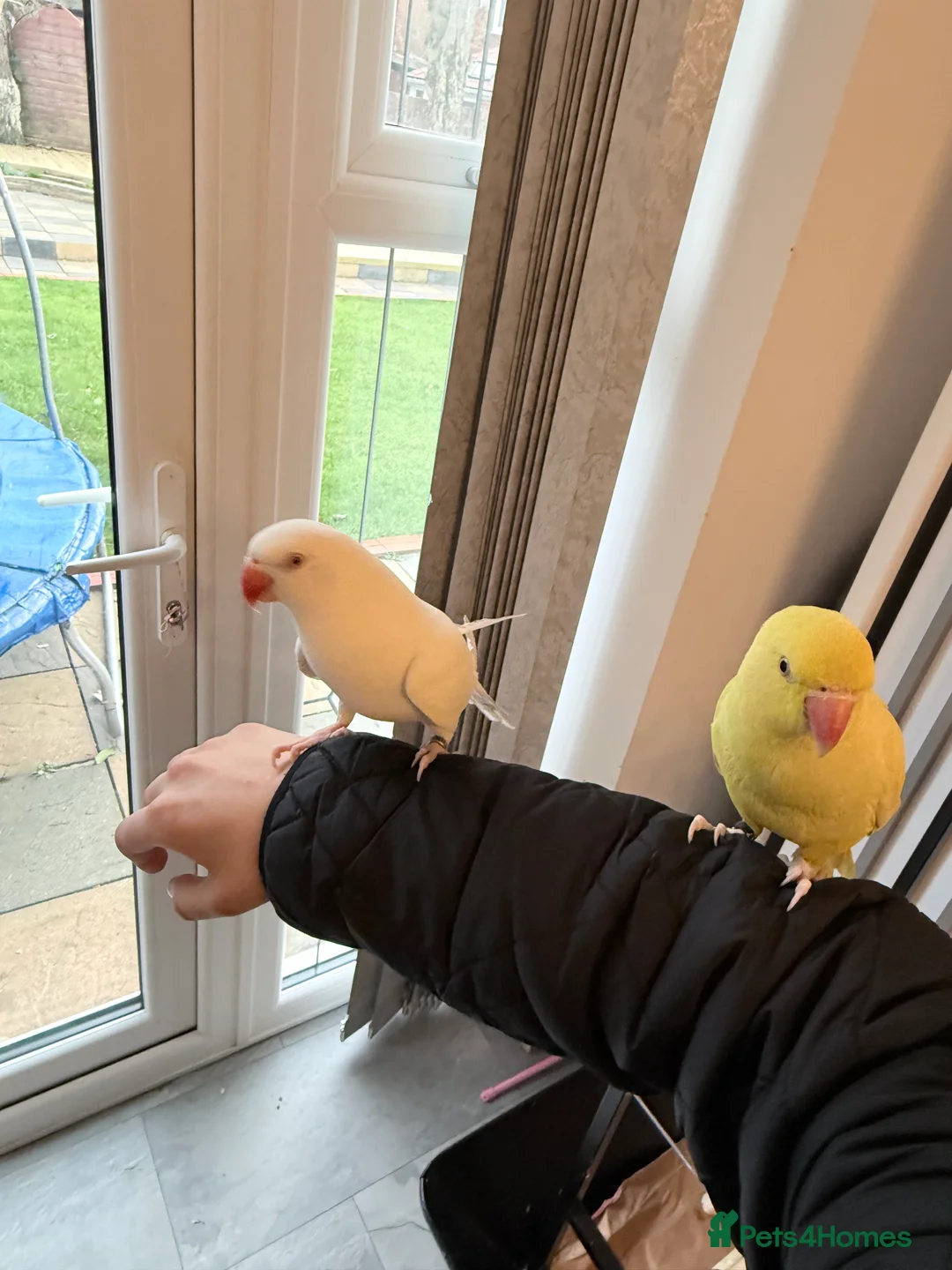 Ringnecks birds for sale: Beautiful Indian ringnecks rare albino & yellow  - Advert 1