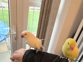 Ringnecks birds Beautiful Indian ringnecks rare albino & yellow - Advert 12