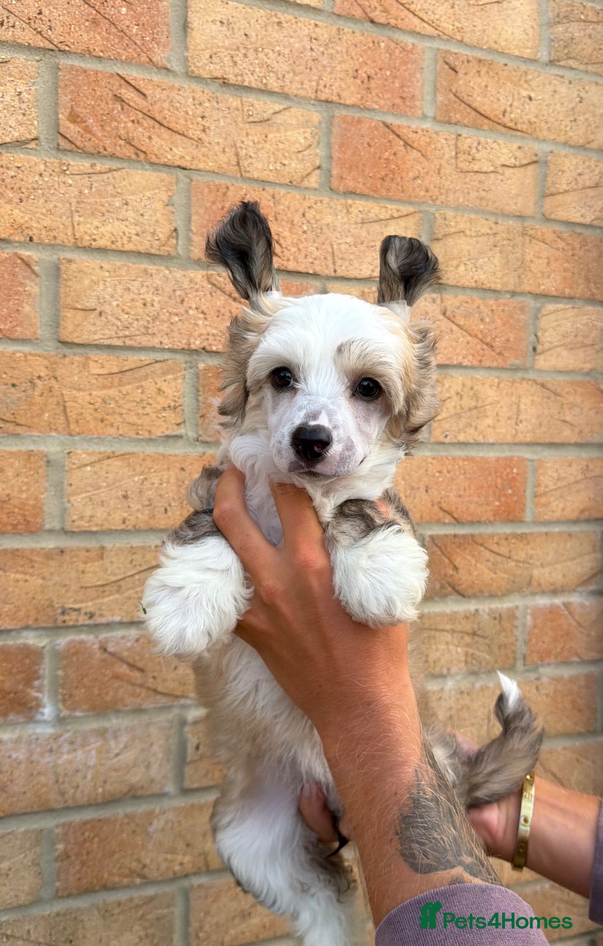 Chinese Crested dogs Outstanding Chinese Crested Babies - Advert 1