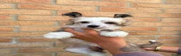 Chinese Crested dogs for sale: Outstanding Chinese Crested Babies in Spennymoor - Advert 3