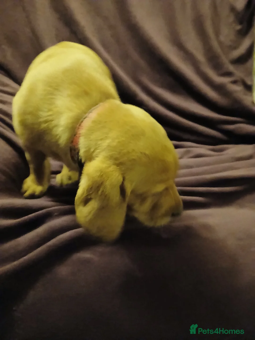 Labrador Retriever dogs for sale: Fox red labrador puppies - Advert 23