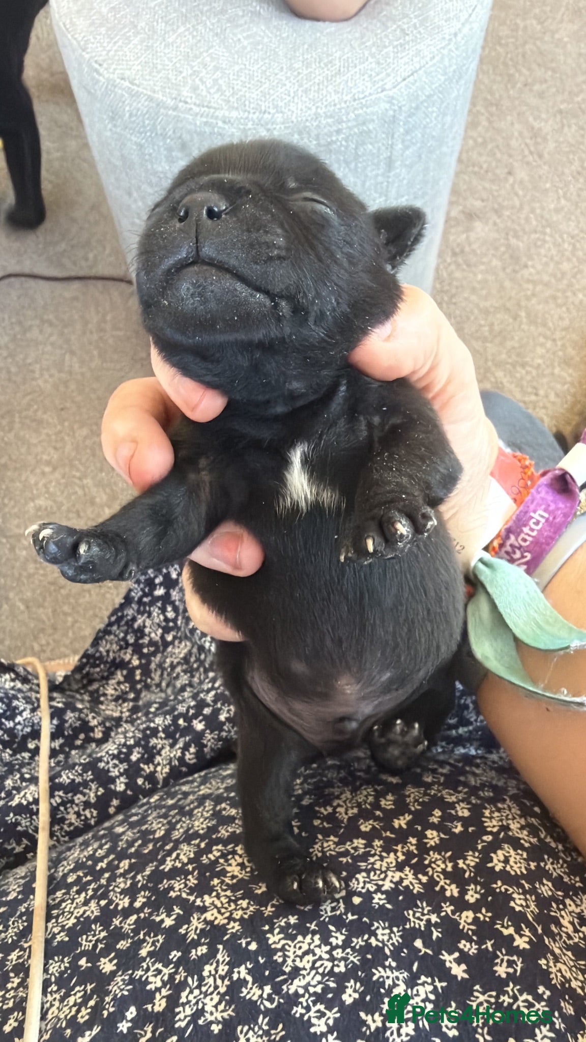 Staffordshire Bull Terrier dogs 3 stunning nearly completely black boys - Advert 1