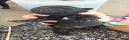 Staffordshire Bull Terrier dogs for sale: 3 stunning nearly completely black boys in Southampton - Advert 1