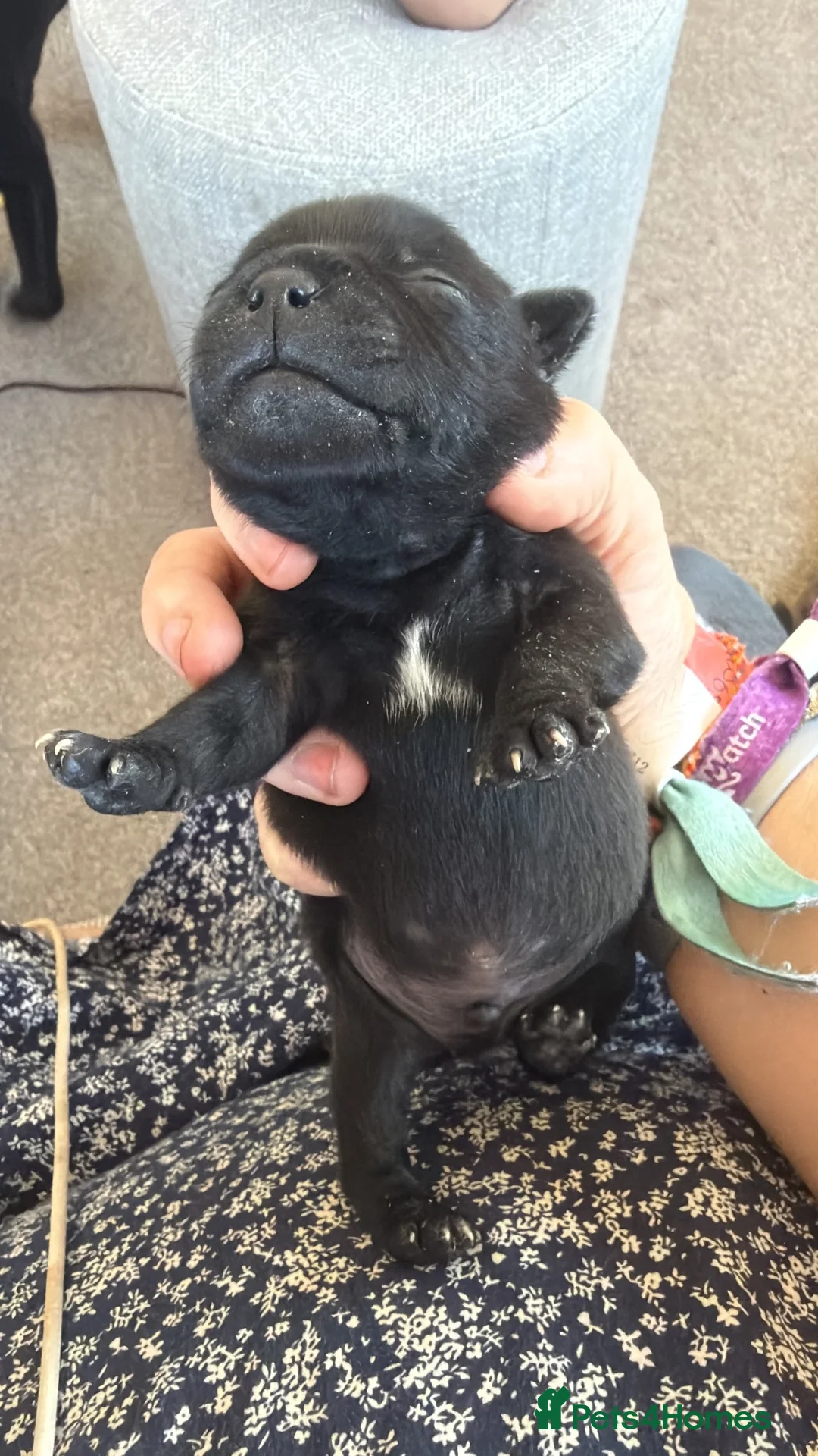 Staffordshire Bull Terrier dogs for sale: 3 stunning nearly completely black boys in Southampton - Advert 1
