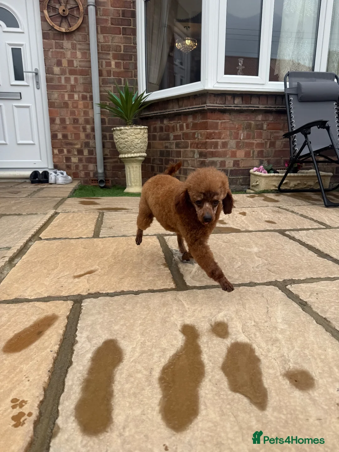 Toy Poodle dogs for sale: 2 year old Korean toy poodle  - Advert 4
